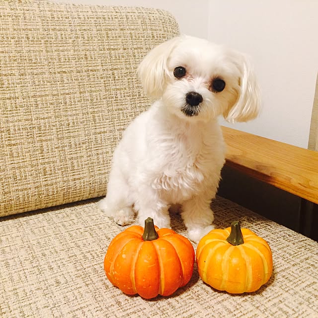 maru-cheeさんの実例写真