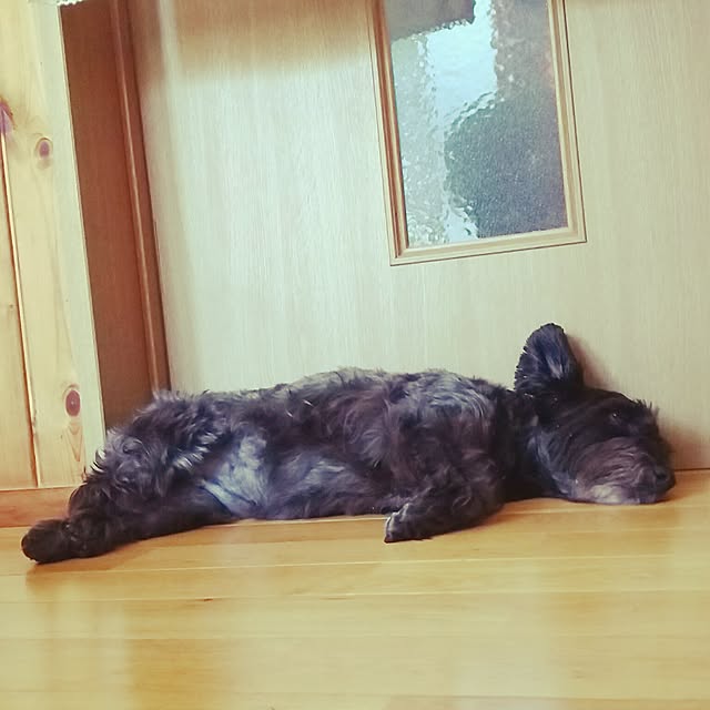 achyaさんの実例写真