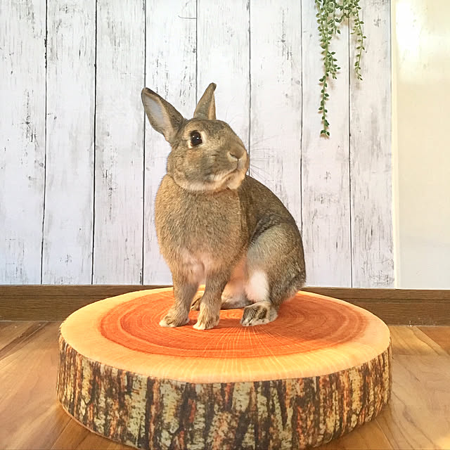 muuさんの実例写真