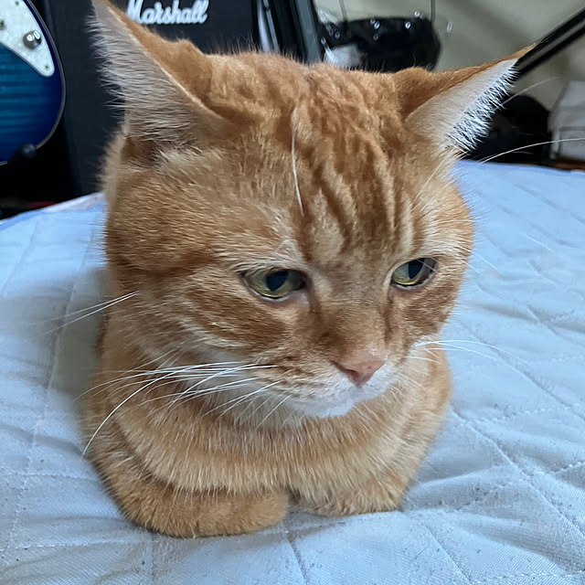 nekoさんの部屋