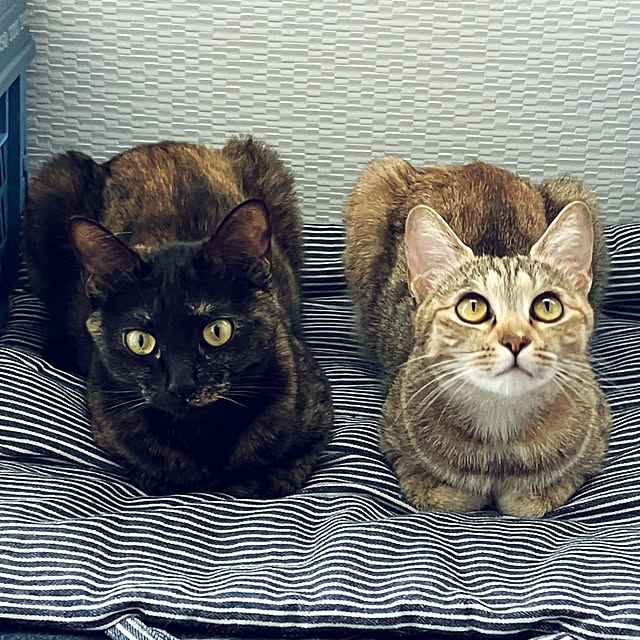 mamekoさんの実例写真