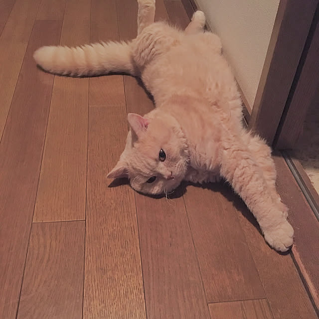 naokoさんの実例写真