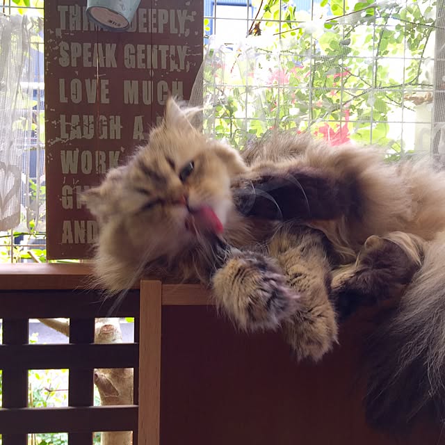 butachanさんの実例写真