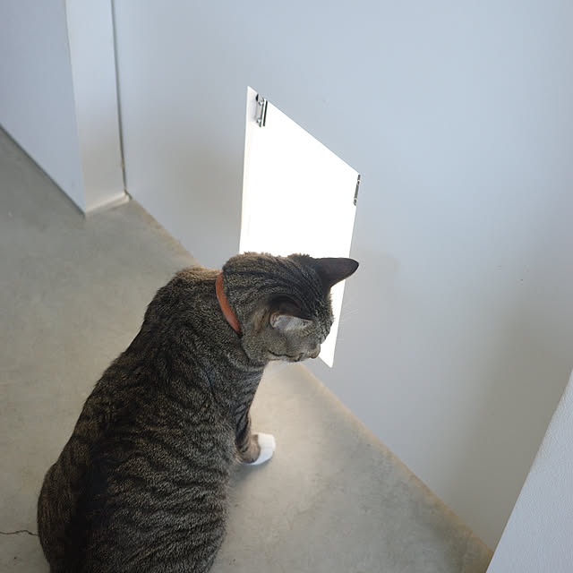 ______tnoieさんの実例写真