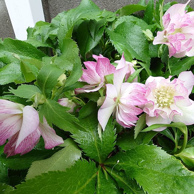 fleur-mamanさんの部屋