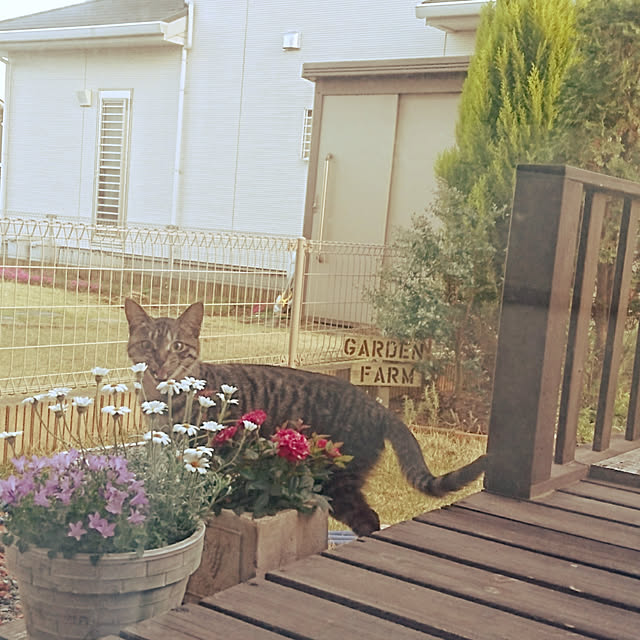 harryさんの実例写真
