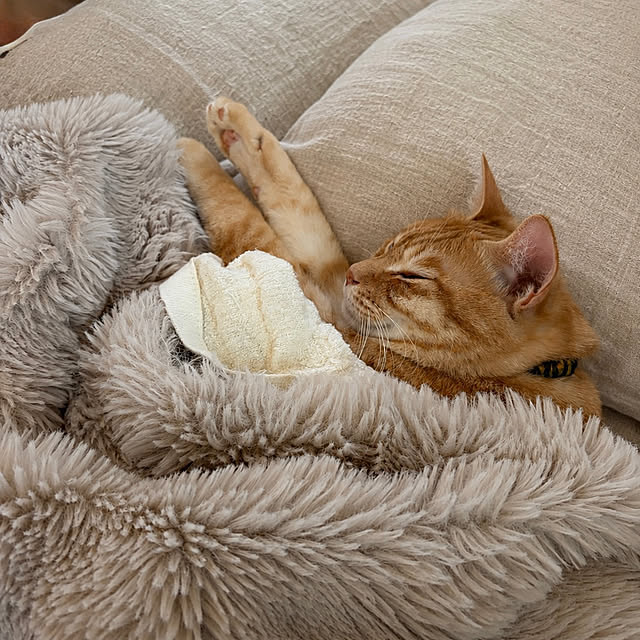 chiiさんのお部屋の写真