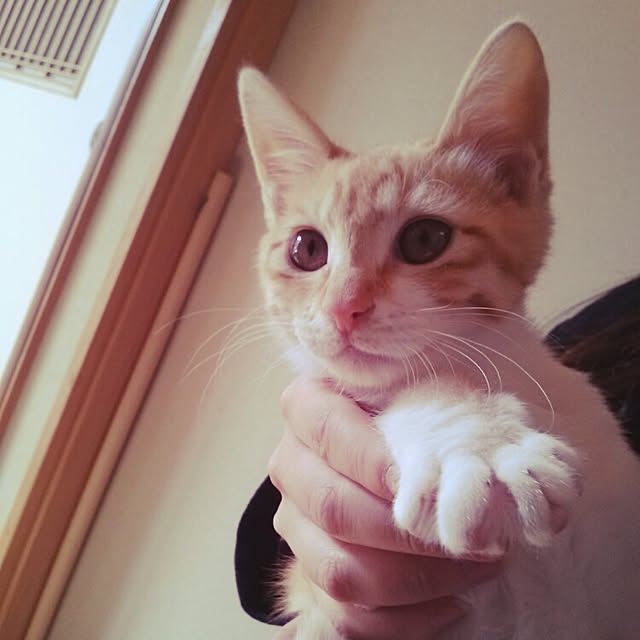 haruさんの実例写真