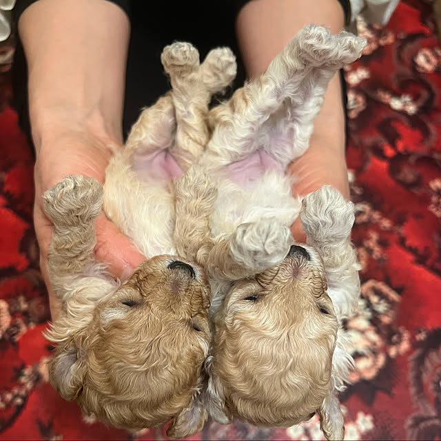 AYUKOさんの実例写真