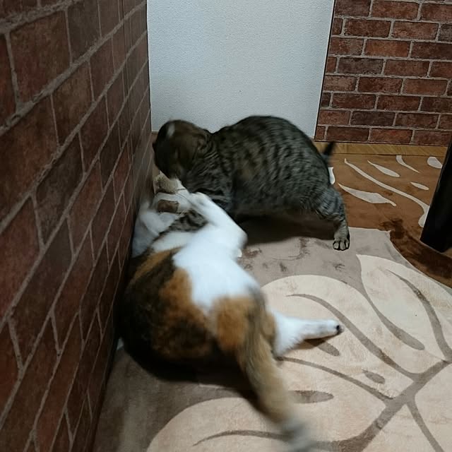 berariさんの実例写真