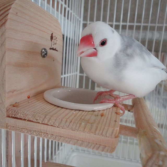 koHakuさんの実例写真