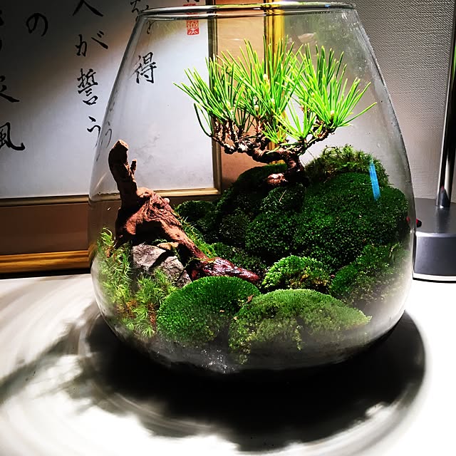 玄関/入り口/観葉植物のインテリア実例 - 2017-05-18 16:12:40
