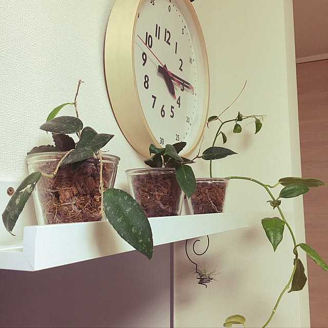 キッチン/ハンドメイド/観葉植物/雑貨/DIY...などのインテリア実例 - 2021-09-13 15:31:28