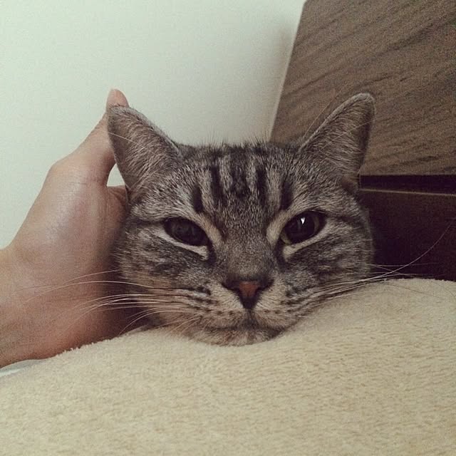 mikomaruさんの実例写真