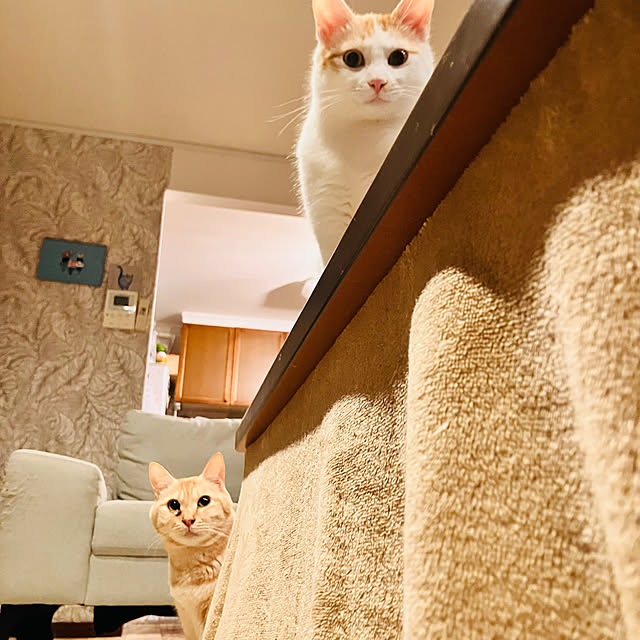 tomorinさんの部屋