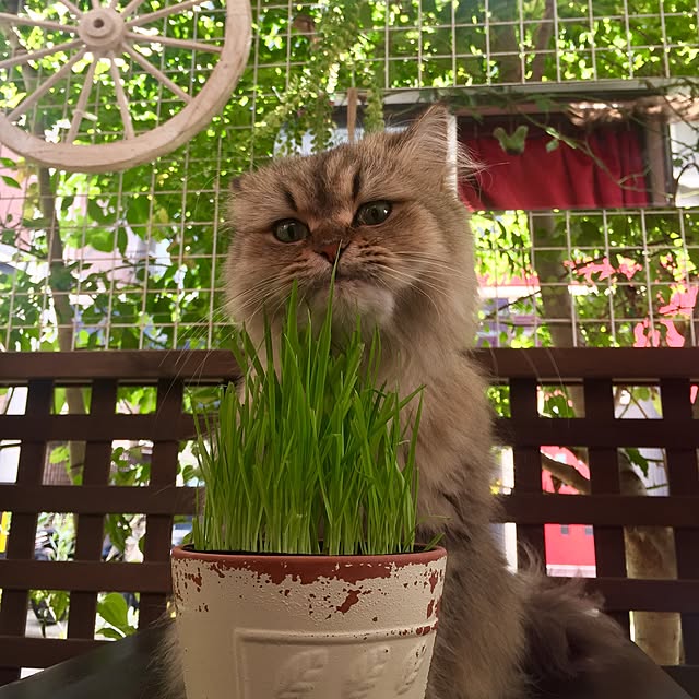 butachanさんの実例写真