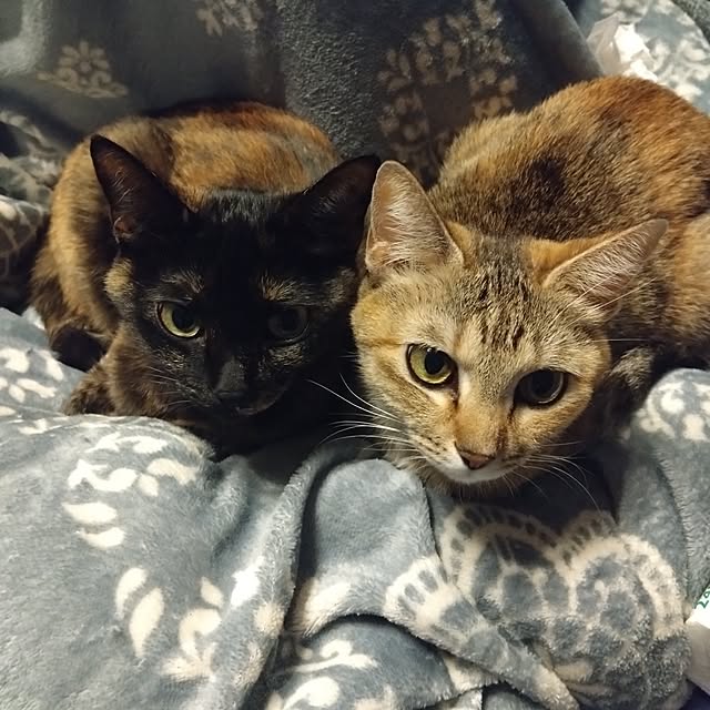 mamekoさんの実例写真