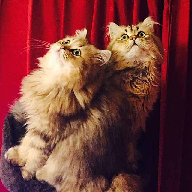 butachanさんの実例写真
