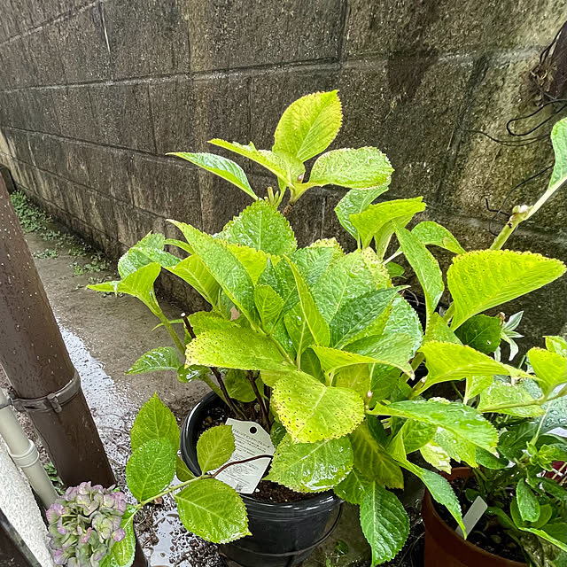buchiさんの部屋