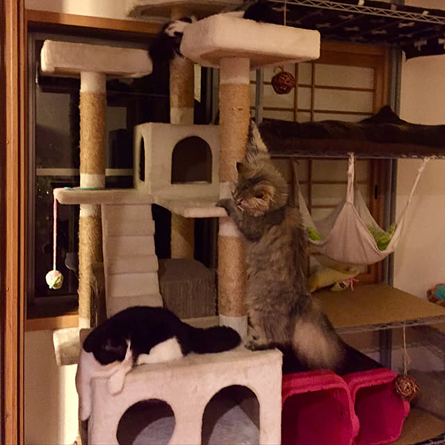butachanさんの実例写真