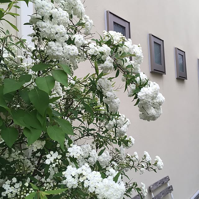 cherryさんの実例写真