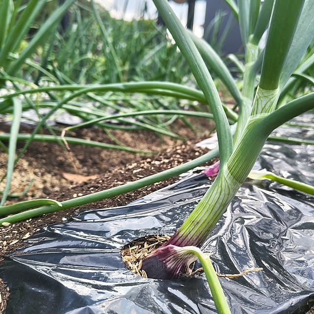 Rubiconさんの部屋