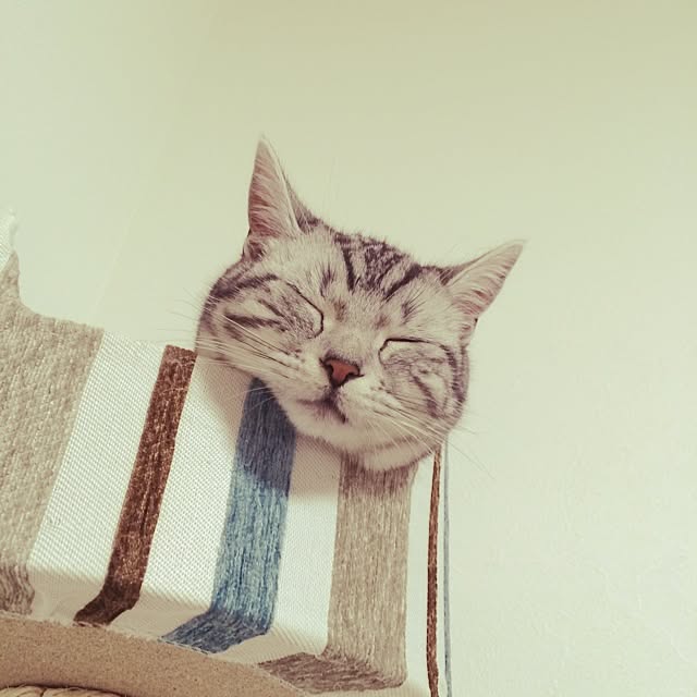 kinakomochiさんの実例写真