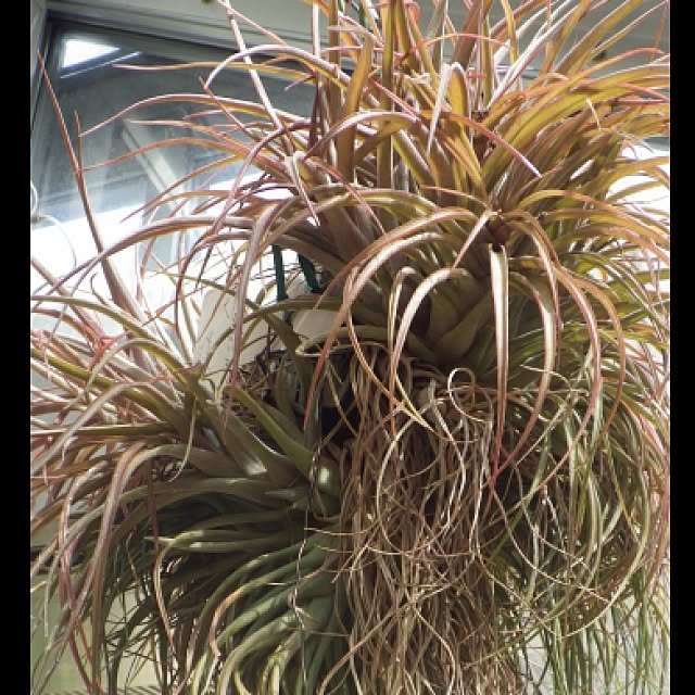 Plantexhibitionhallさんの実例写真