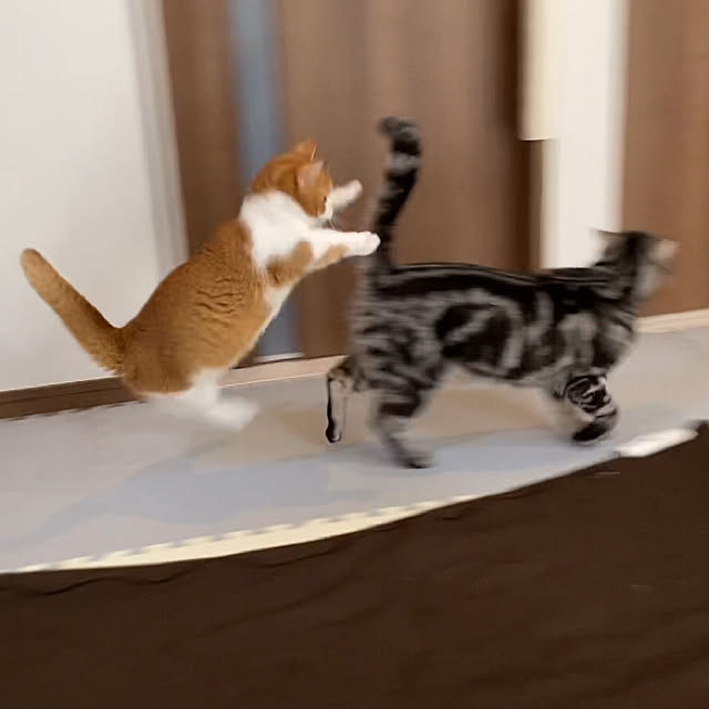 KotarouKunさんの実例写真