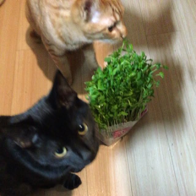 sumisumiさんの実例写真