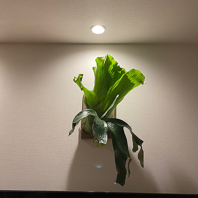 halさんの実例写真