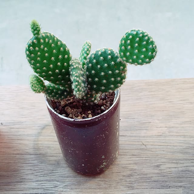 keicoconutsさんの実例写真