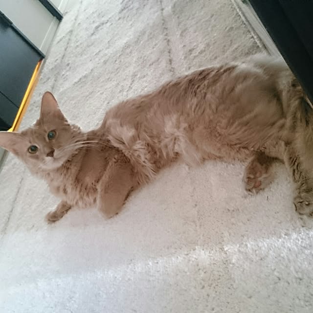 solaphinaさんの実例写真
