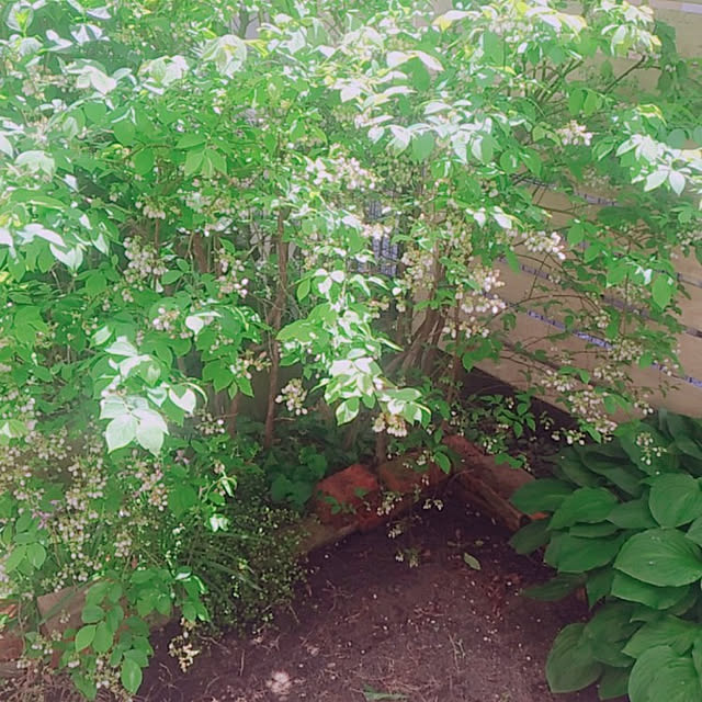 magnoliaさんの実例写真