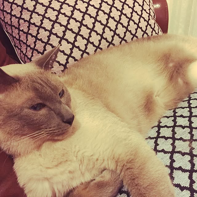 makikoさんの実例写真
