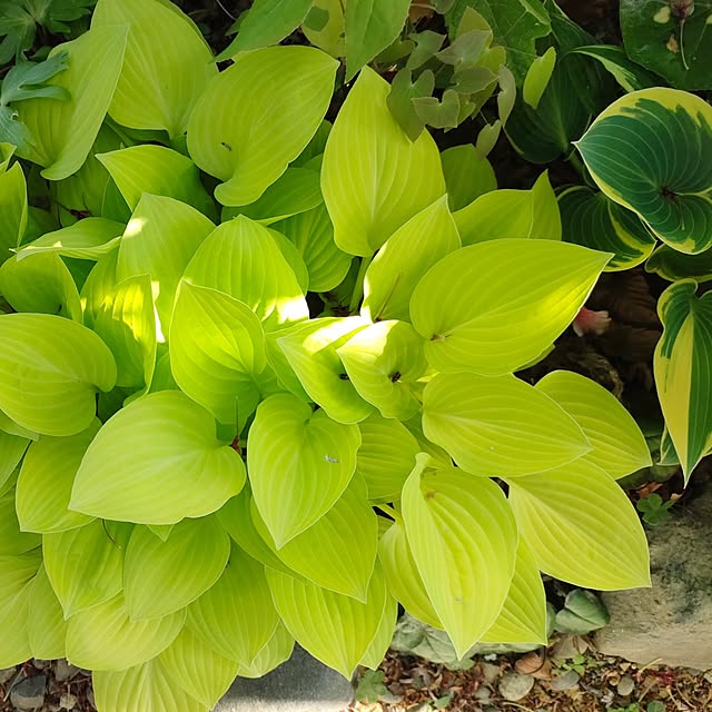 hana-さんの実例写真