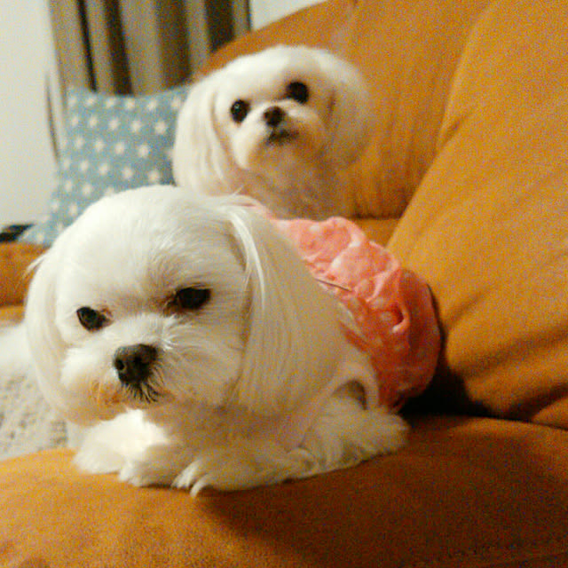 VIORAさんの実例写真