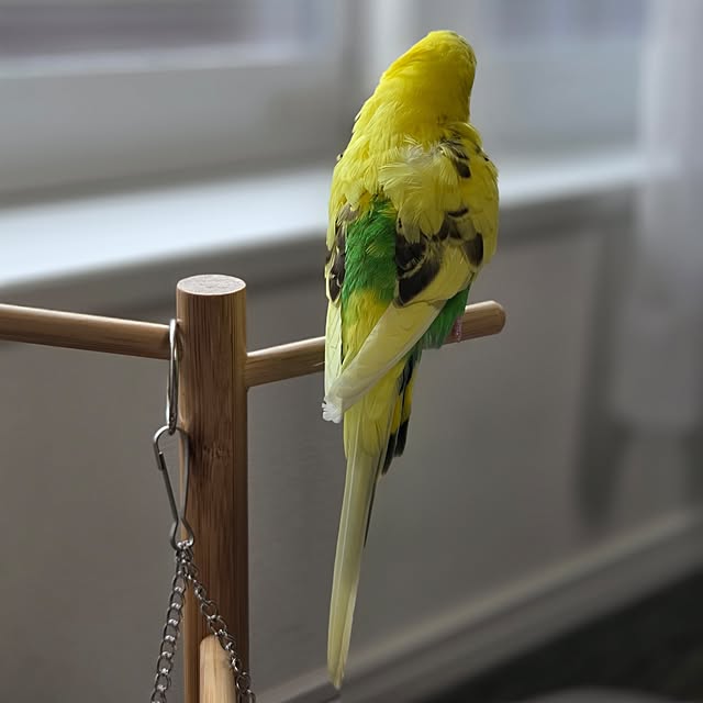 co.co.nut-hawaiiさんの部屋