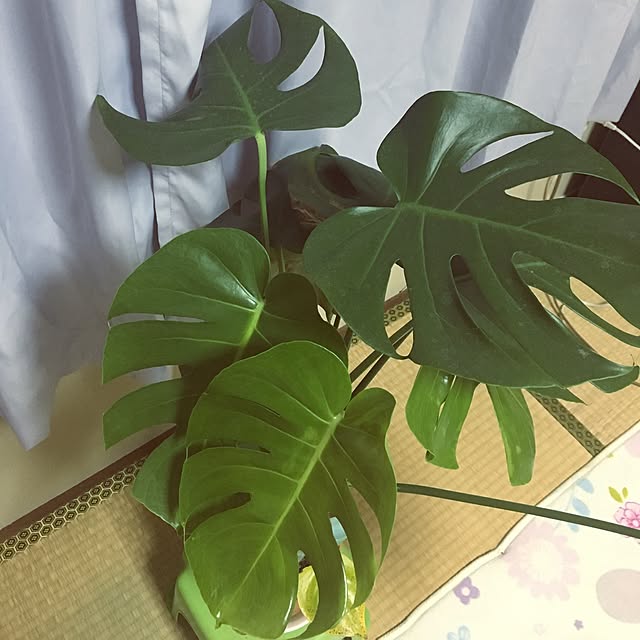 ugigoさんの実例写真