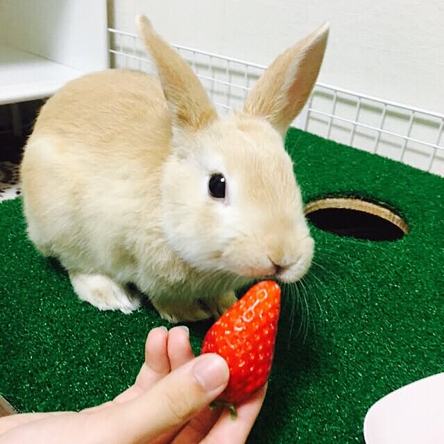 Rainさんの実例写真