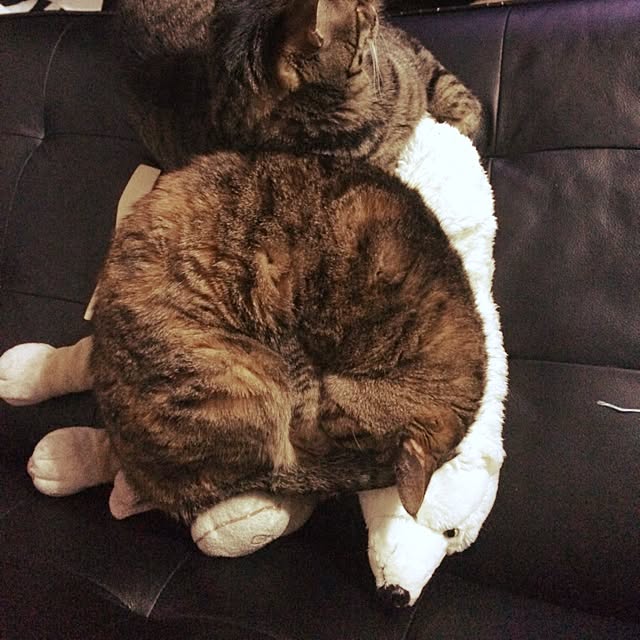maiさんの実例写真