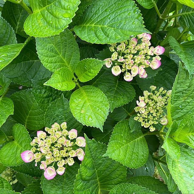 肥料と水たっぷりアルカリ性の土/蒸し暑い/南の庭/曇り23℃☁️/紫陽花が咲きはじめました...などのインテリア実例 - 2021-06-14 10:33:34