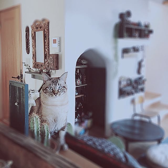 mjさんの実例写真