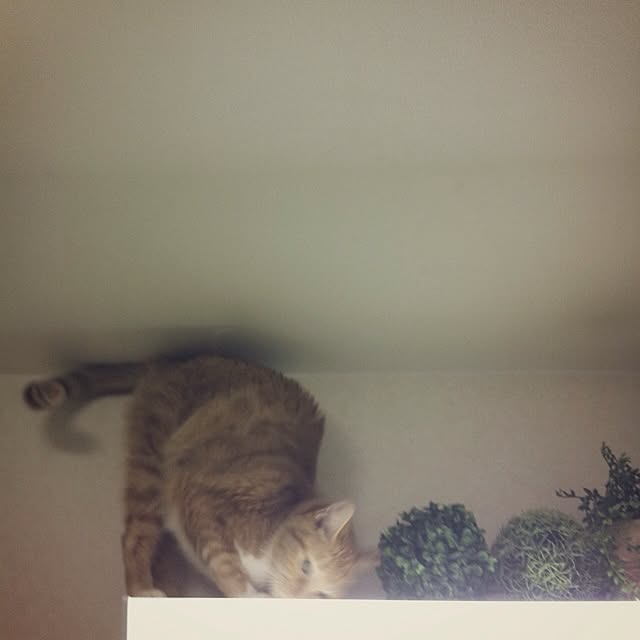Yasumiさんの実例写真