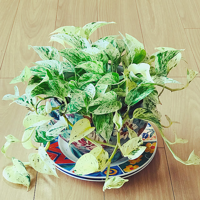 fuyiqian1026さんの実例写真