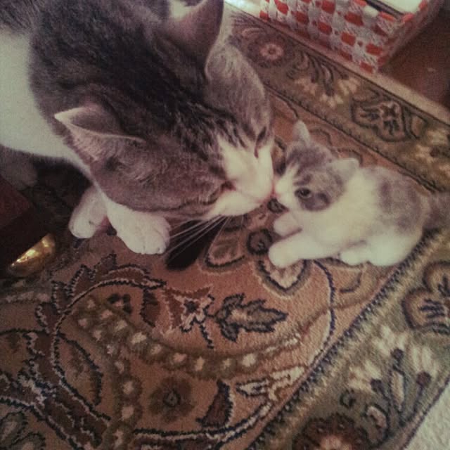 emmyyさんの実例写真