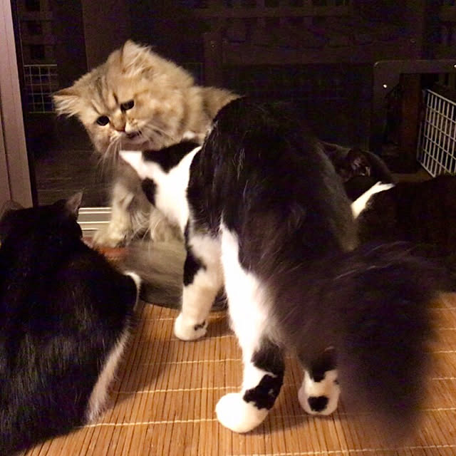 butachanさんの実例写真