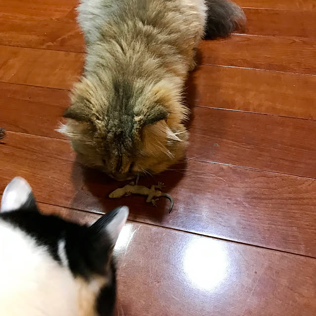 butachanさんの実例写真