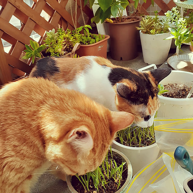 chisaviさんの実例写真