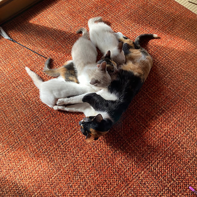 実例写真